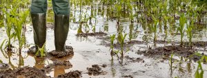 Farmer standing in flooded corn field with rubber boots